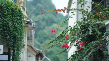 Yazın bahçede açan güzel pembe çiçekler.