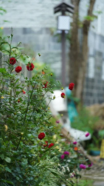 Vackra Rosa Blommorna Blommar Trädgården Sommaren — Stockfoto