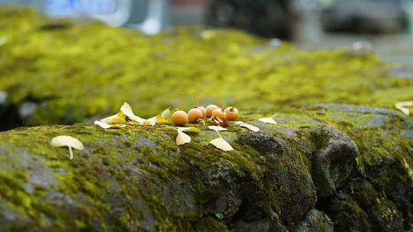 Die Obsternte Garten Herbst — Stockfoto