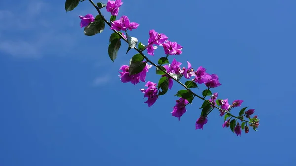 Beautiful Pink Flowers Blooming Garden Summer — Stock Photo, Image
