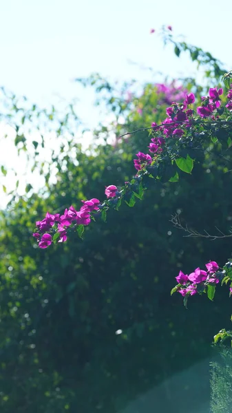 Yazın Bahçede Açan Güzel Pembe Çiçekler — Stok fotoğraf