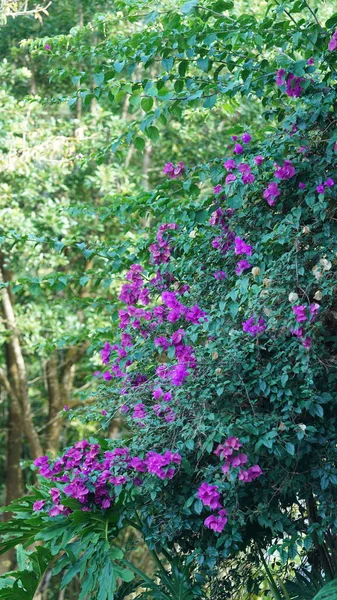 Belas Flores Rosa Florescendo Jardim Verão — Fotografia de Stock
