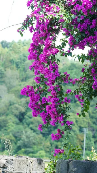 Beautiful Pink Flowers Blooming Garden Summer — Stock Photo, Image