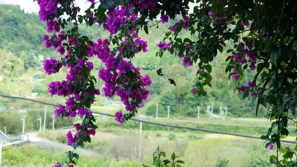 Plusieurs Papillons Volent Autour Des Fleurs Violettes Fleurissant Dans Jardin — Photo