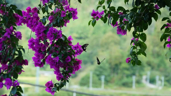 Várias Borboletas Voando Redor Das Flores Roxas Florescendo Jardim Verão — Fotografia de Stock
