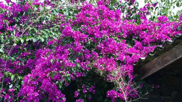 Belas Flores Rosa Florescendo Jardim Verão — Fotografia de Stock