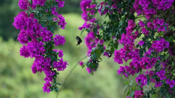 Várias Borboletas Voando Redor Das Flores Roxas Florescendo Jardim Verão — Fotografia de Stock