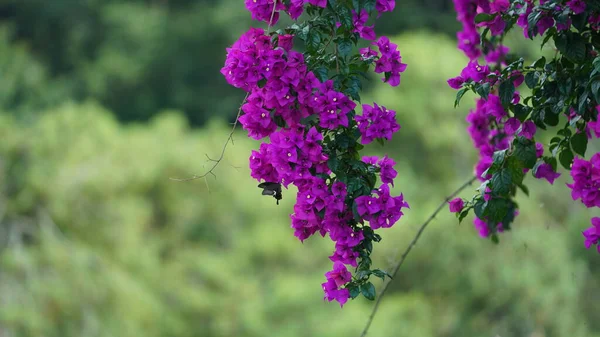 Several Butterflies Flying Purple Flowers Blooming Garden Summer — Stock Photo, Image