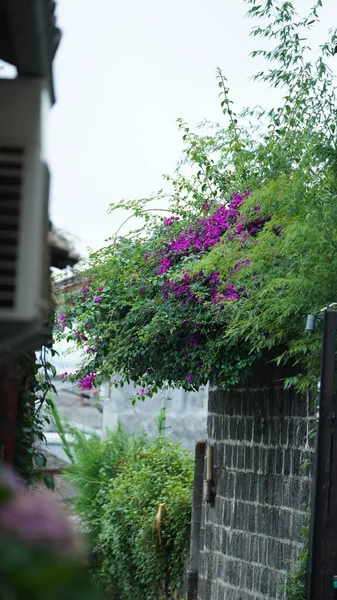 Yazın Bahçede Açan Güzel Pembe Çiçekler — Stok fotoğraf