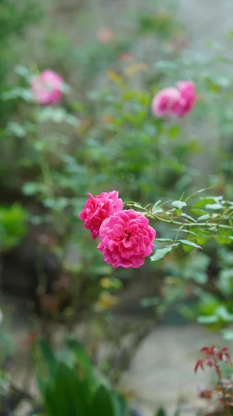 여름에 정원에 아름다운 분홍빛 — 스톡 사진
