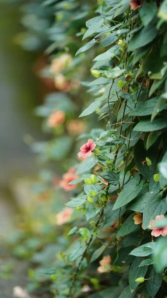 Die Schönen Rosa Blumen Die Sommer Garten Blühen — Stockfoto