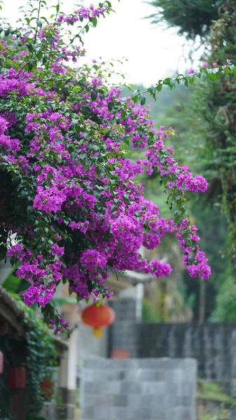 Die Schönen Rosa Blumen Die Sommer Garten Blühen — Stockfoto