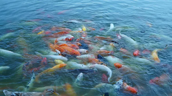 Рыбы Мчатся Едой Воду Пруда — стоковое фото
