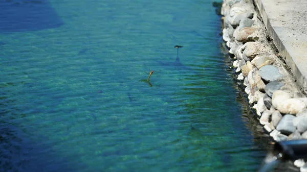 Uma Libélula Voando Superfície Lagoa Verde — Fotografia de Stock