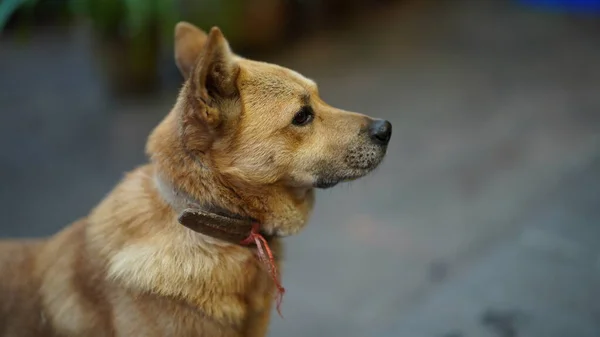 Linda Vista Del Perro Con Estado Adorable Patio —  Fotos de Stock
