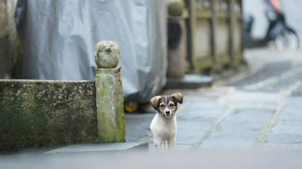 stock image The cute dog view with the adorable state in the yard