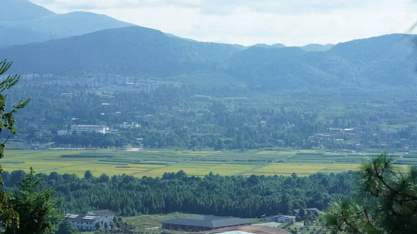 Het Oogsten Gele Rijst Veld Uitzicht Gelegen Vallei Tussen Bergen — Stockfoto