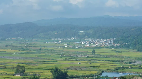 采收的黄稻田景观位于山谷中的群山之中 背景是多云的天空 — 图库照片