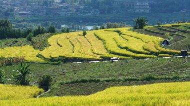 Arkaplanı bulutlu gökyüzü olan dağların arasındaki vadide bulunan sarı pirinç tarlası manzarası.