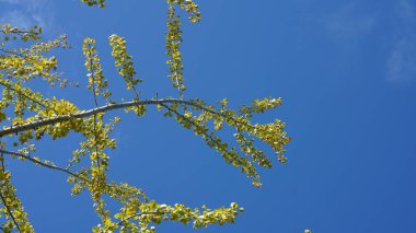 Sonbaharda ormanla dolu yeşil ve küçük sarı ağaçlar.