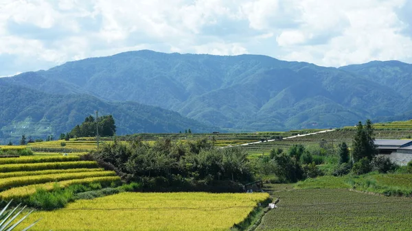 stock image The harvesting yellow rice field view located in the valley among the mountains with the cloudy sky as background