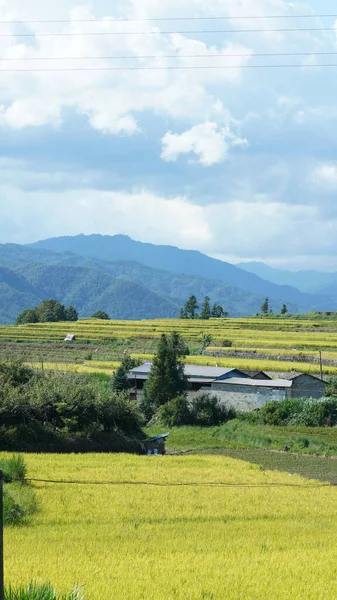 Pemanenan Sawah Kuning Pemandangan Lapangan Yang Terletak Lembah Antara Pegunungan — Stok Foto