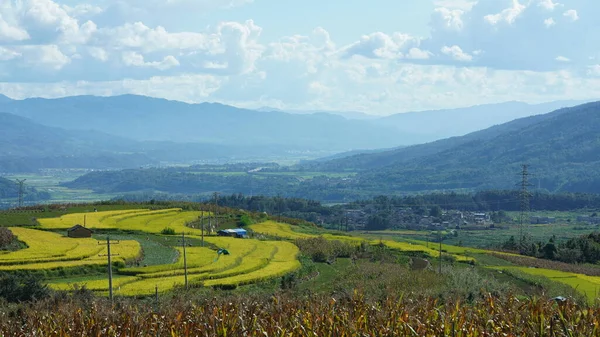 Żniwa Żółty Widok Pola Ryżu Znajduje Się Dolinie Wśród Gór — Zdjęcie stockowe
