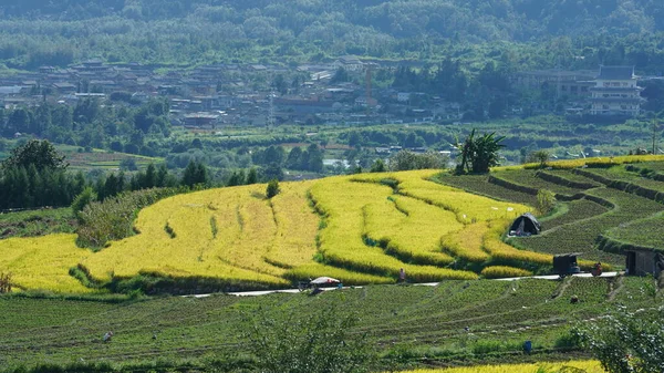 Żniwa Żółty Widok Pola Ryżu Znajduje Się Dolinie Wśród Gór — Zdjęcie stockowe