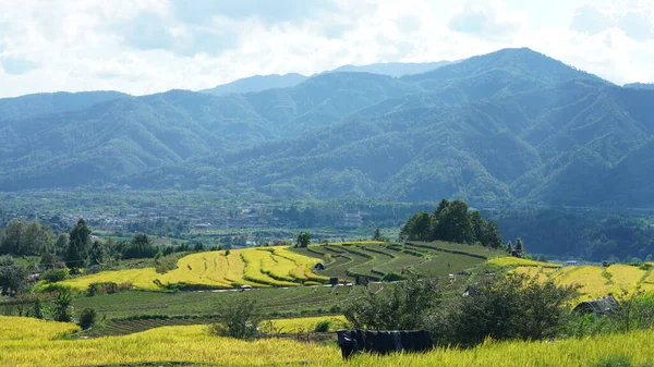 Уборка Желтого Рисового Поля Вид Долину Среди Гор Облачным Небом — стоковое фото