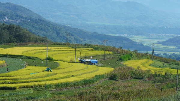 曇りの空を背景に山の間の谷に位置する収穫黄色の田んぼの景色 — ストック写真