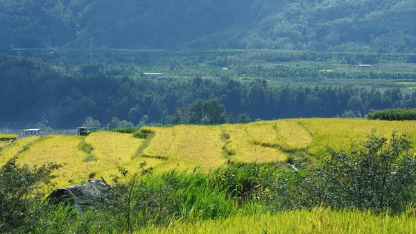 Harvesting Yellow Rice Field View Located Valley Mountains Cloudy Sky — Stock Photo, Image