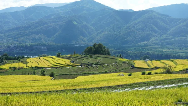 Sklizeň Žluté Rýžové Pole Pohled Nachází Údolí Mezi Horami Oblačným — Stock fotografie