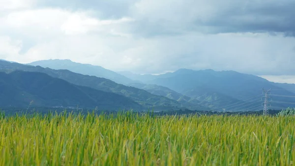 Récolte Vue Sur Champ Riz Jaune Situé Dans Vallée Parmi — Photo