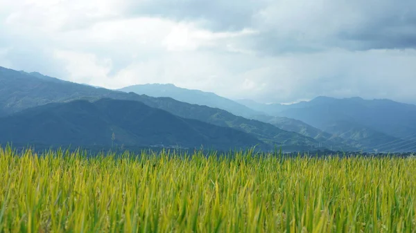 Harvesting Yellow Rice Field View Located Valley Mountains Cloudy Sky — Stock Photo, Image