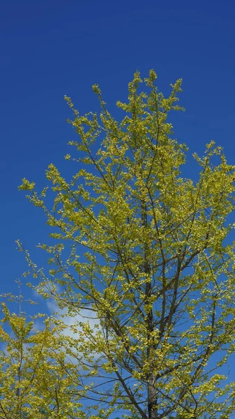 Árvores Verdes Amarelas Pequenas Cheias Floresta Outono — Fotografia de Stock