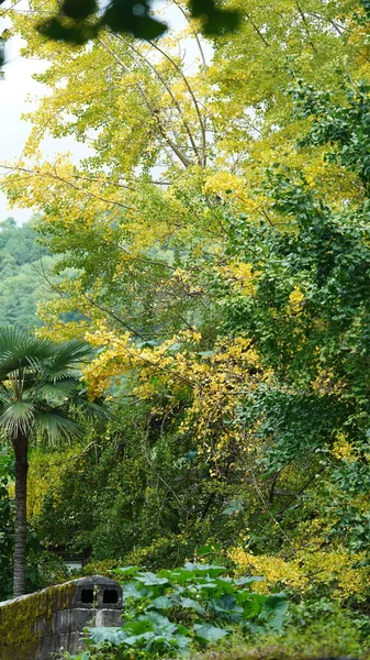 Groene Kleine Gele Bomen Vol Met Het Bos Herfst — Stockfoto
