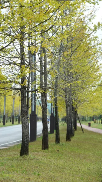 秋には森に満ちた緑と小さな黄色の木 — ストック写真