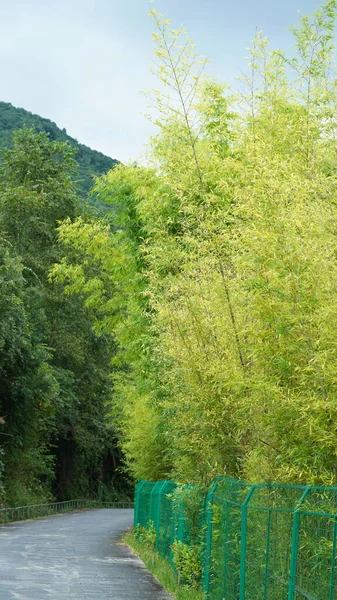 Sonbaharda Ormanla Dolu Yeşil Küçük Sarı Ağaçlar — Stok fotoğraf