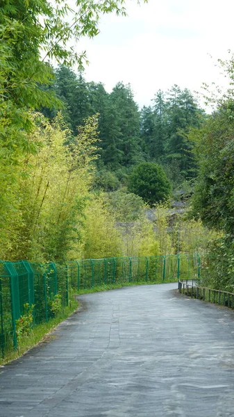 Zöld Kis Sárga Fák Tele Vannak Erdővel Ősszel — Stock Fotó