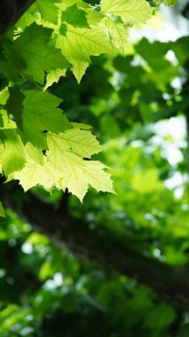 Yazın Şangay 'ın iki yakasındaki yeşil ağaçlı yol manzarası. 
