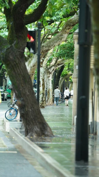 夏には上海の両側に沿って緑の木々と道路の景色 — ストック写真