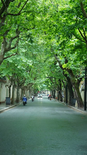 Дорога Виглядає Зеленими Деревами Вздовж Обох Сторін Шанхаю Влітку — стокове фото