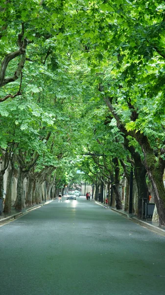 Дорога Виглядає Зеленими Деревами Вздовж Обох Сторін Шанхаю Влітку — стокове фото