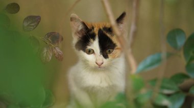 Bahçede dinlenen sevimli bir kedi.