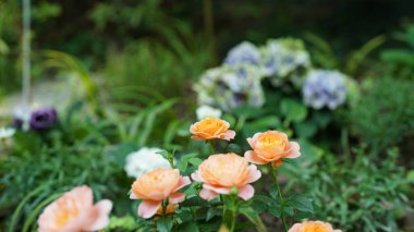 Yazın bahçede açan güzel çiçekler.