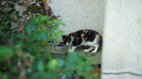 One Cute Cat Having Rest Yard — Stock Photo, Image