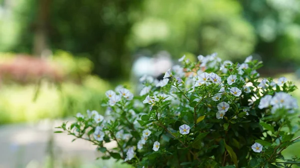 Vackra Blommorna Blommar Trädgården Sommaren — Stockfoto