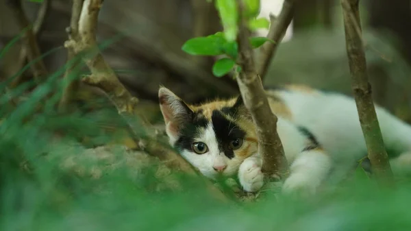 Een Schattige Kat Met Een Rust Tuin — Stockfoto