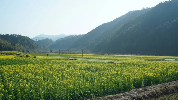 Het Prachtige Landschap Vol Met Gele Oliebloemen Die Het Voorjaar — Stockfoto