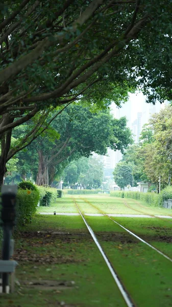 Вид Трамвай Зеленими Деревами Залізною Стежкою Місті — стокове фото